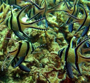 Dive overseas with Dive Odyssea and see exotic fish