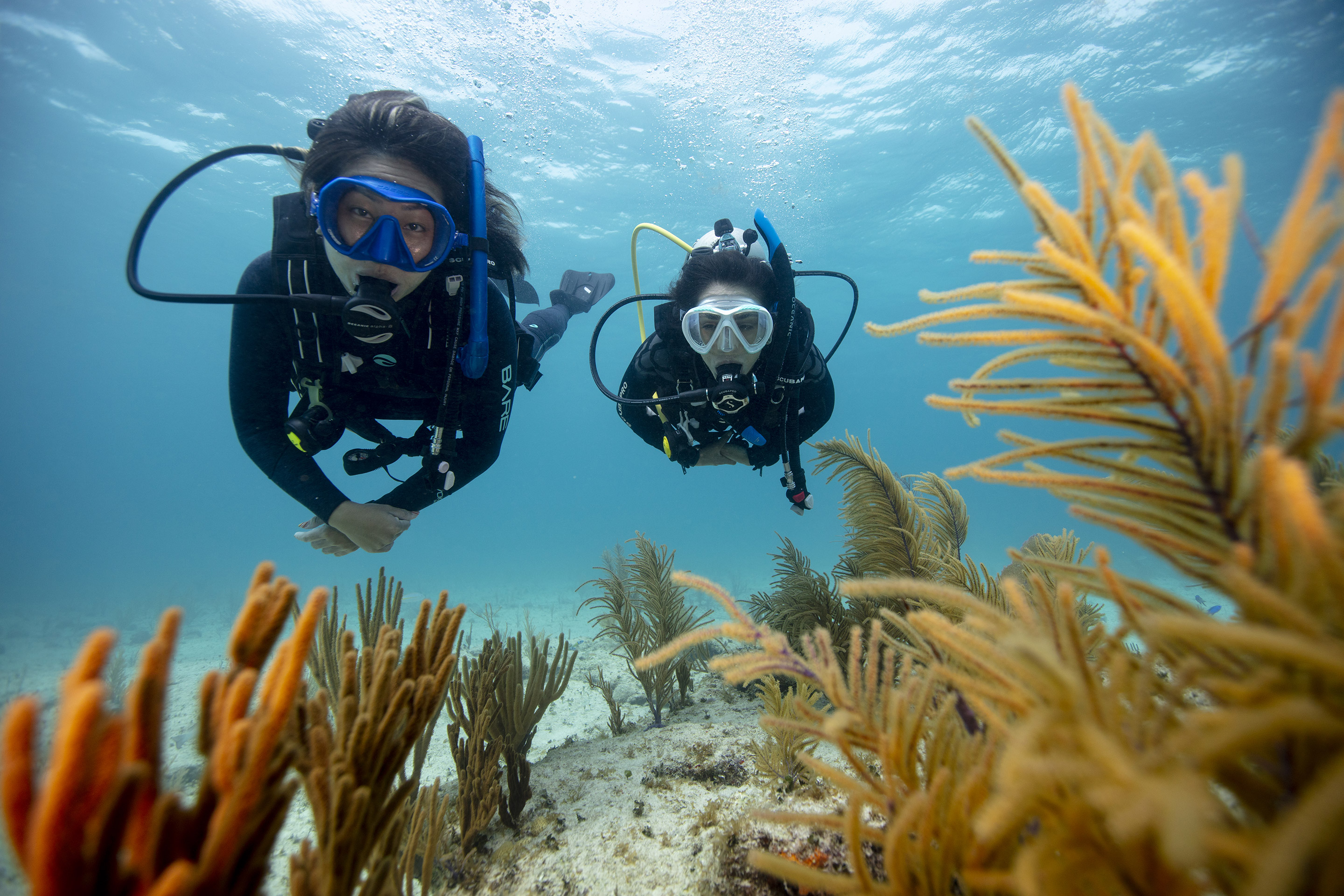 2 Divers over reef